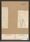 Ardissonia superba (Kuetz.) Grun. (de-Toni-Nr.: Genus 68, Species 2677) Zeichnungen Sammlung Grunow Nr. 5480 (NHMW-BOT-W0373909)
